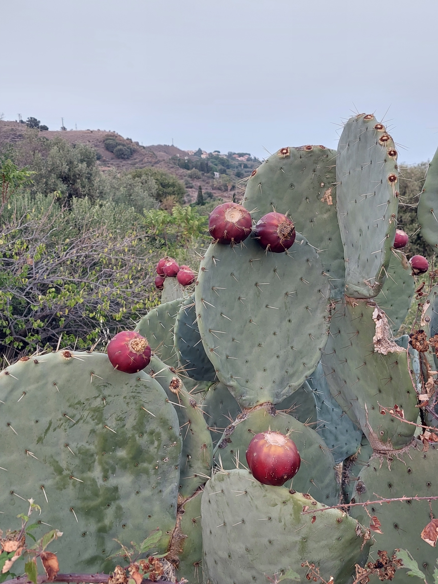 Opuntia robusta — reference photo