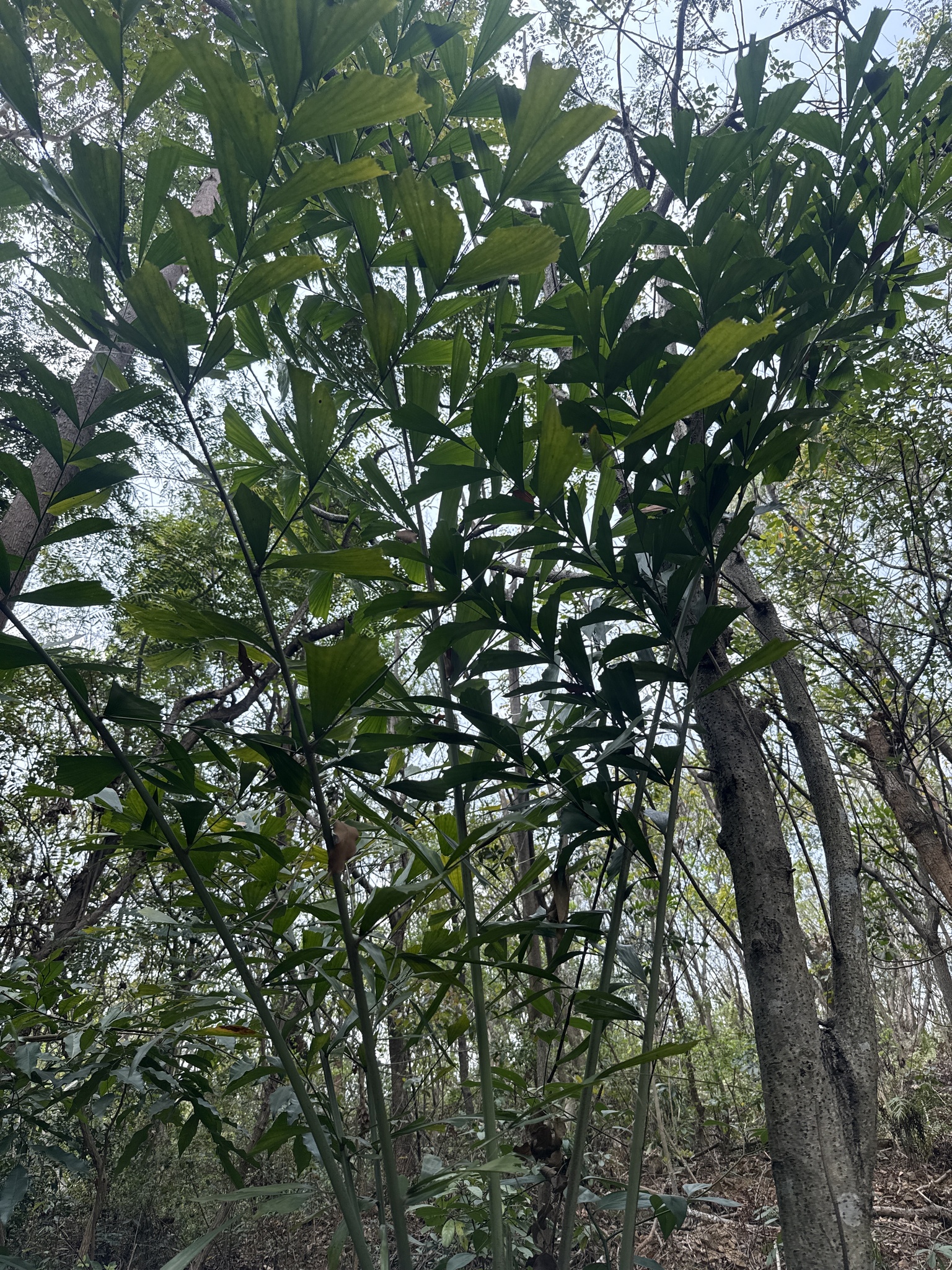 Caryota maxima — reference photo