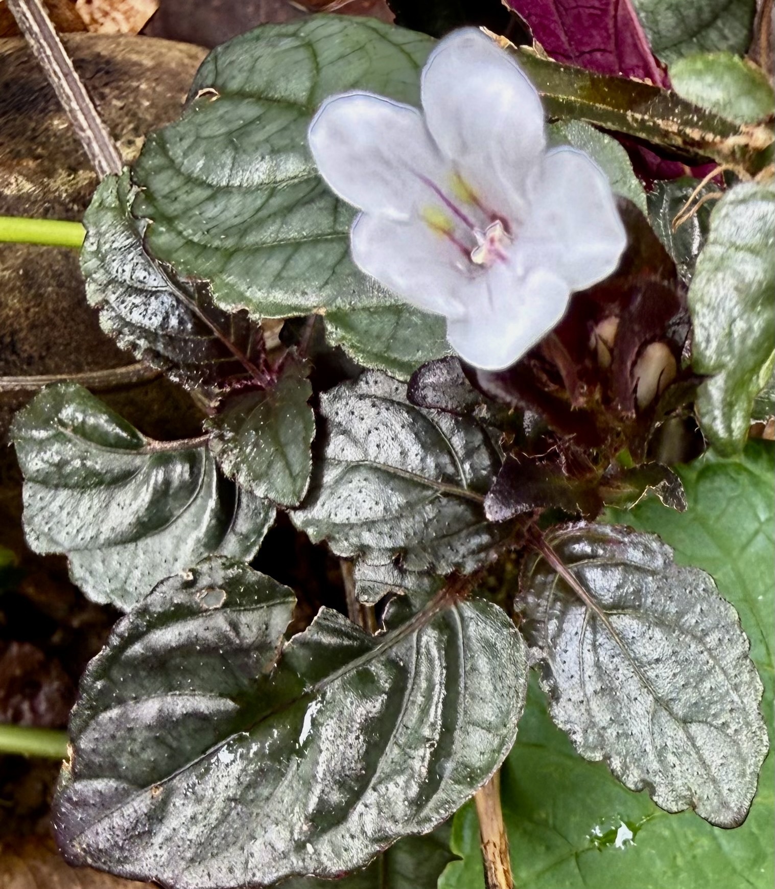 Strobilanthes alternata — reference photo
