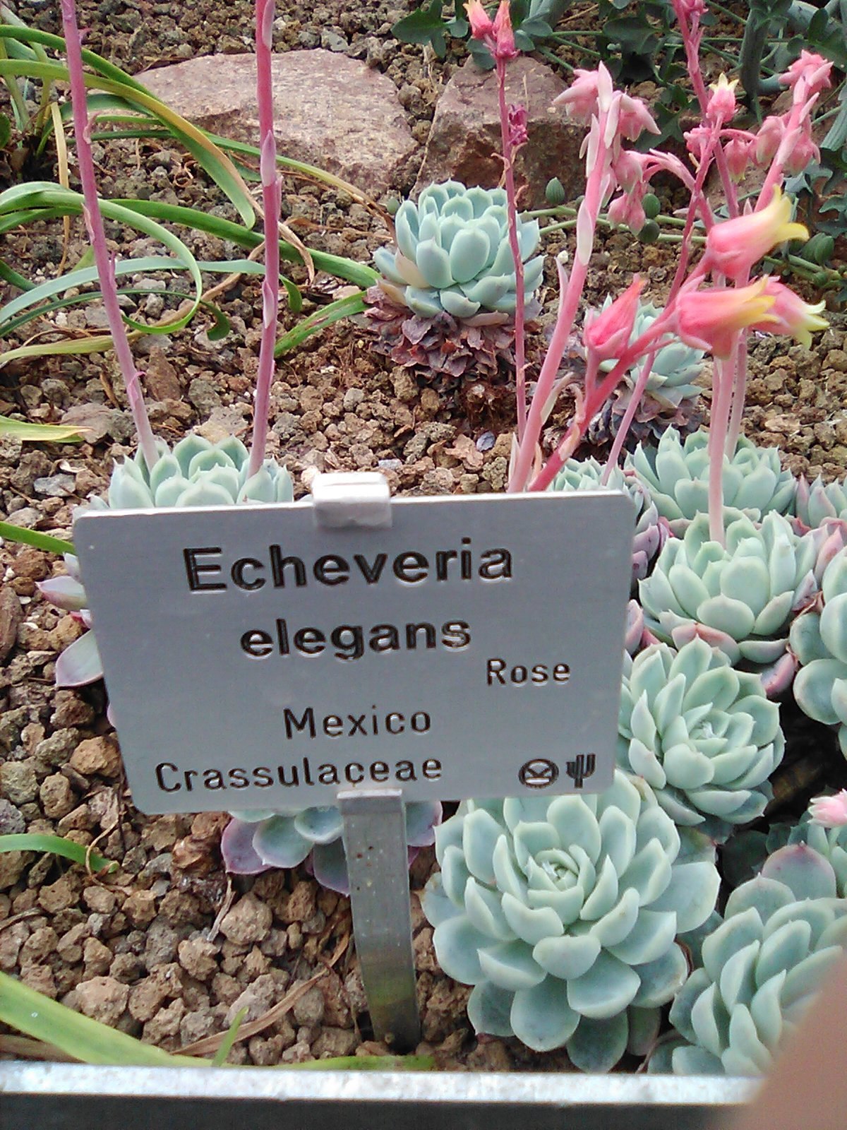 Echeveria elegans — reference photo