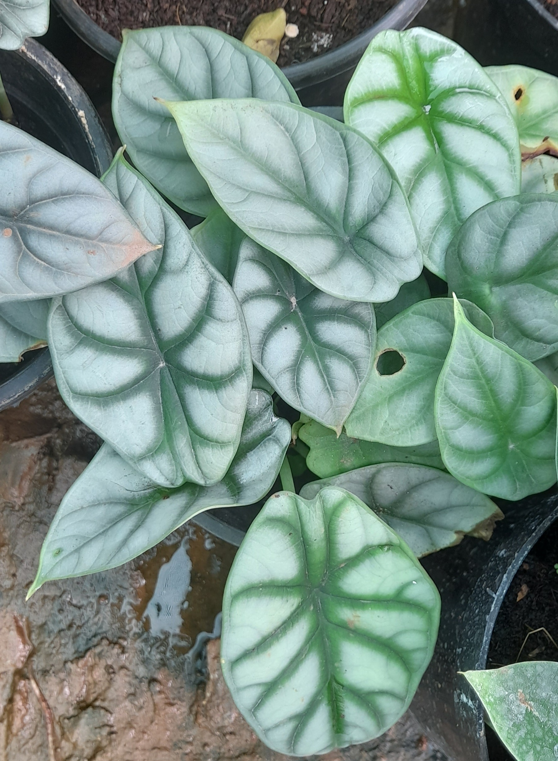 Alocasia baginda — reference photo