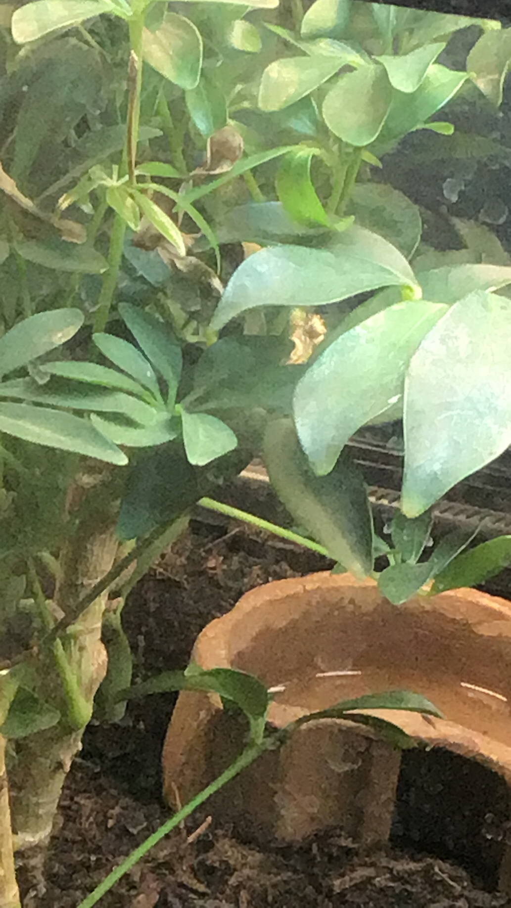 Schefflera arboricola — reference photo
