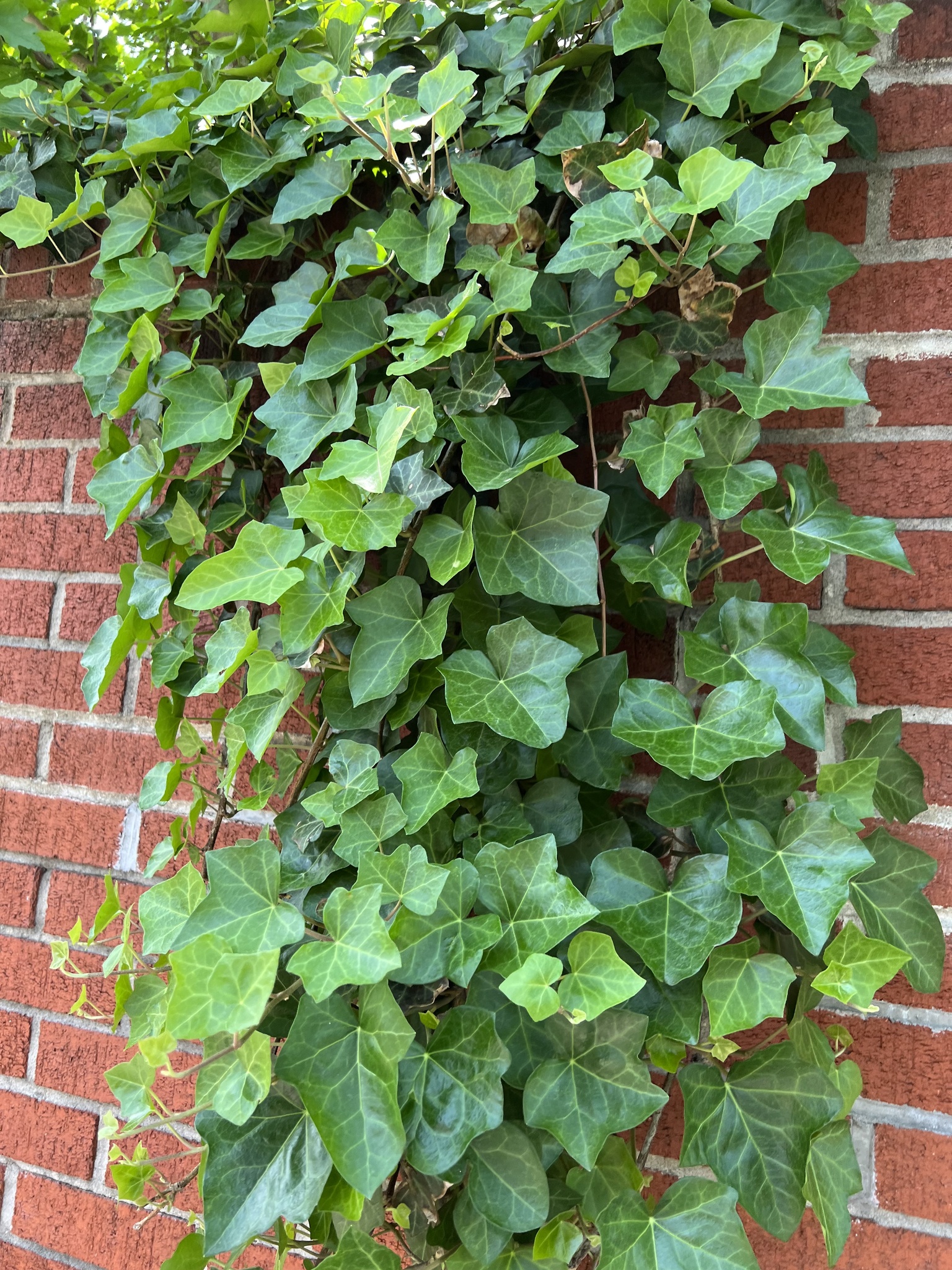 Hedera helix — reference photo