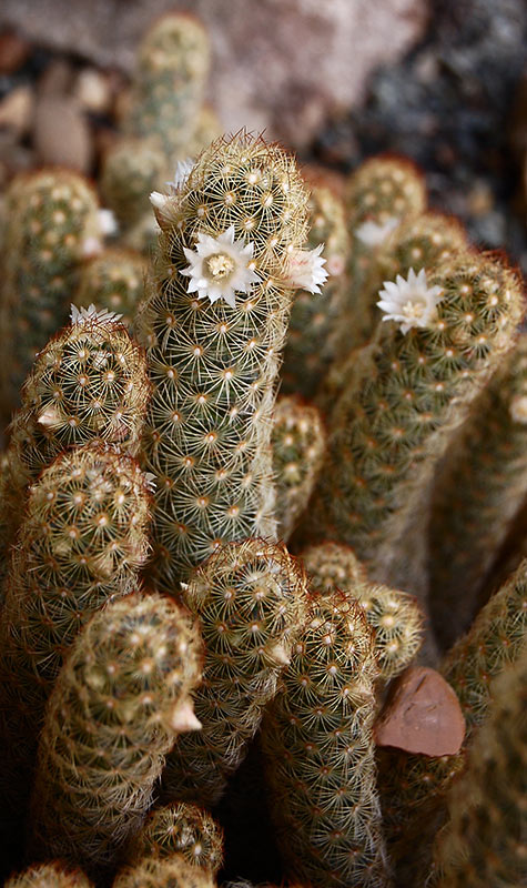 Mammillaria elongata — reference photo