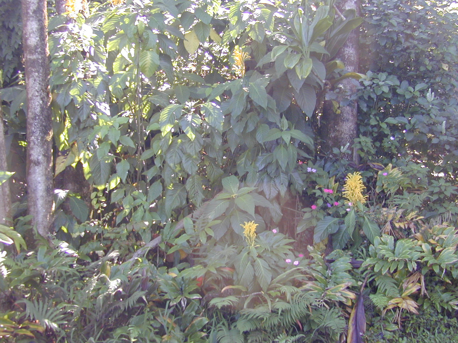 Justicia aurea — reference photo