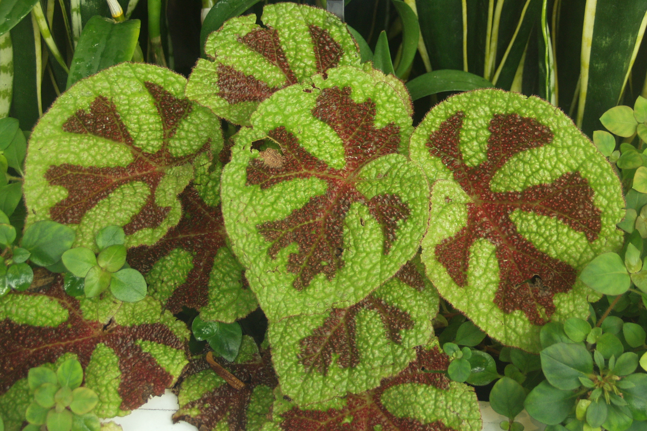Begonia masoniana — reference photo