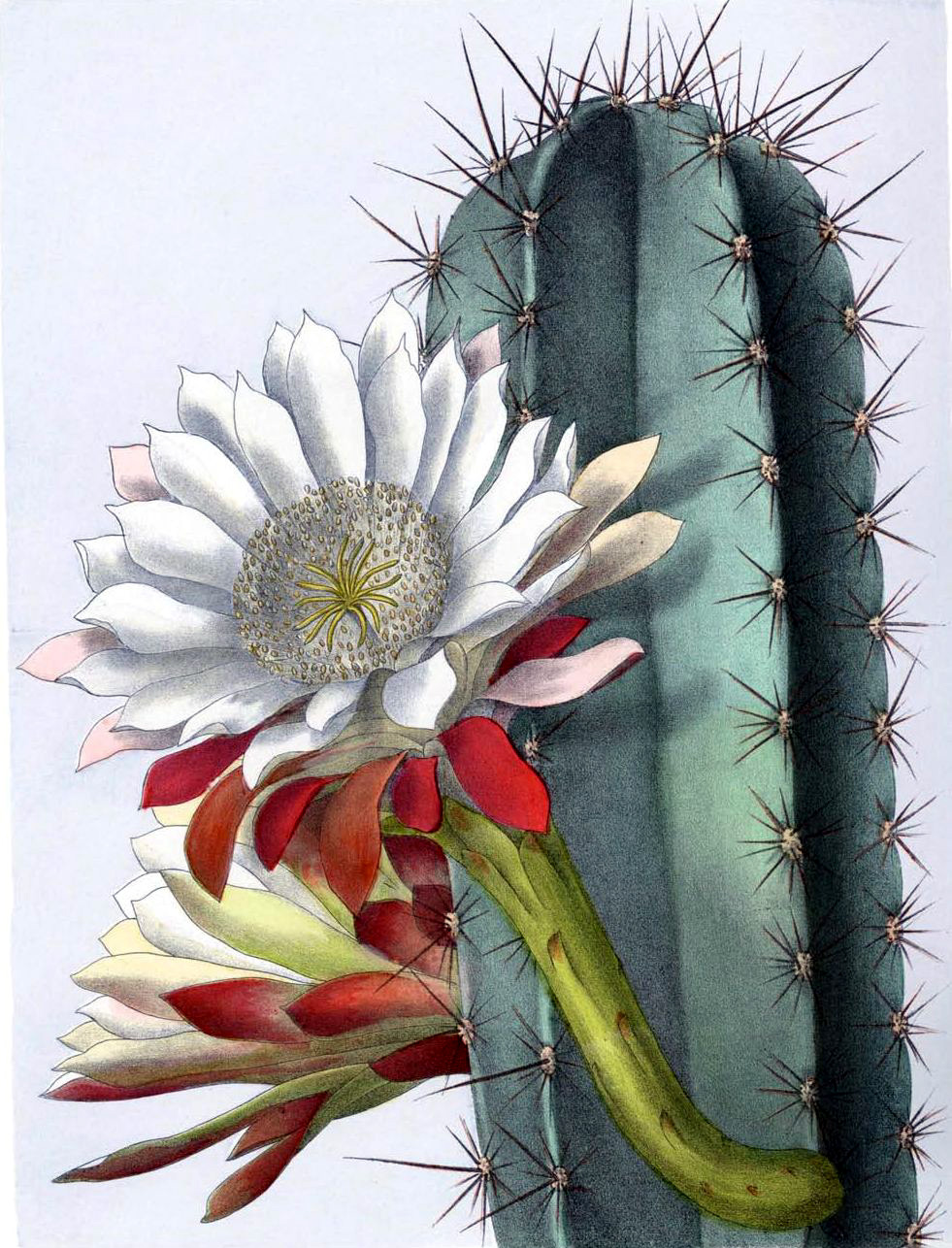 Cereus repandus — reference photo