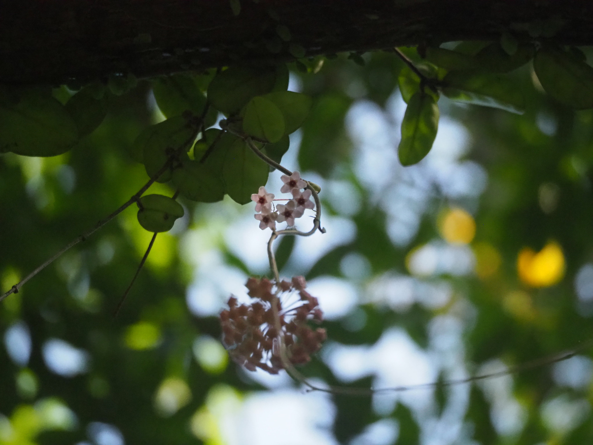 Hoya carnosa — reference photo