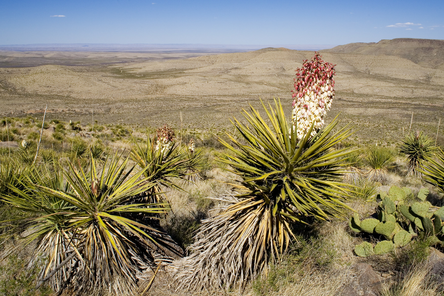 Yucca treculiana — reference photo