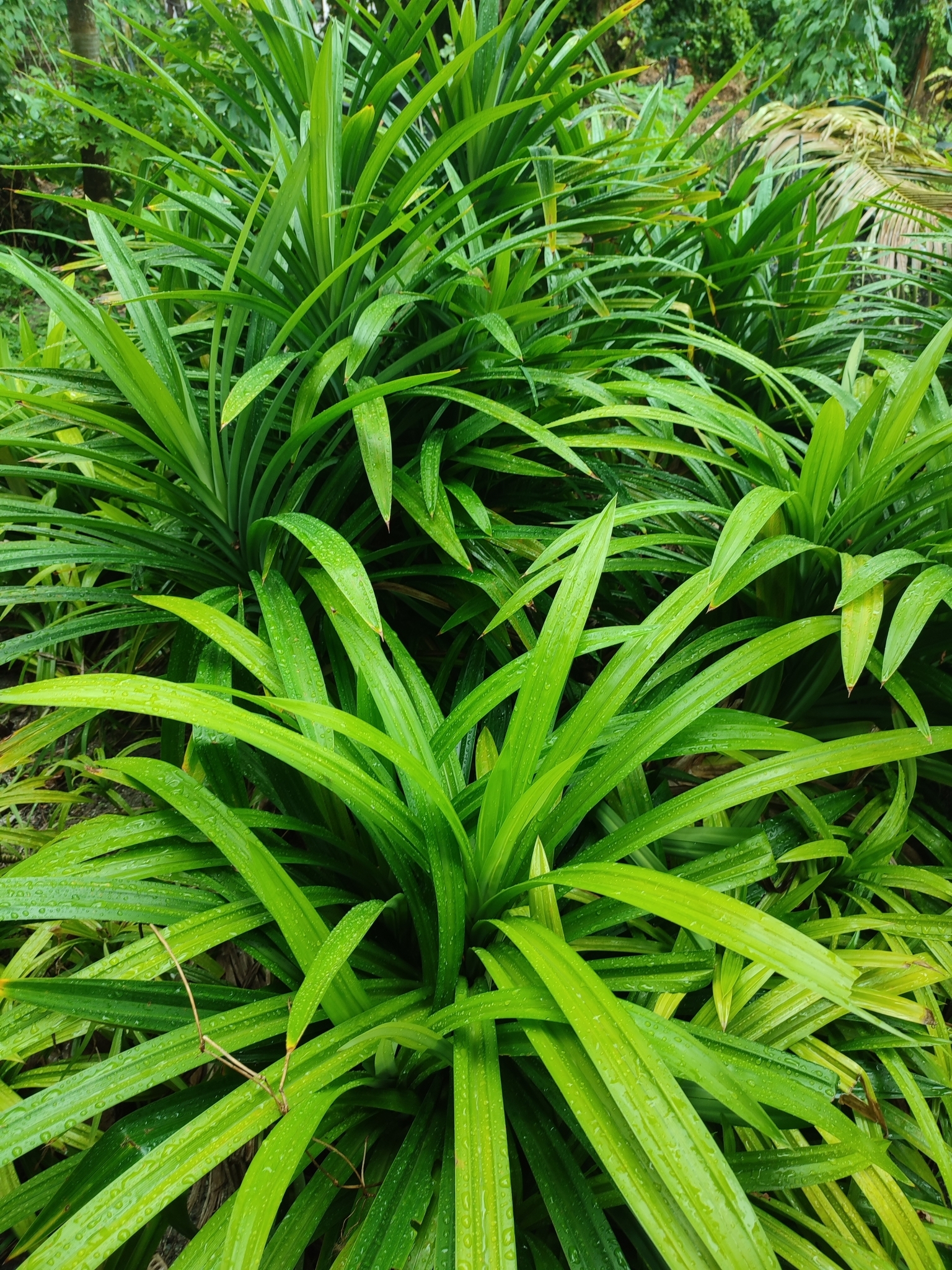 Pandanus amaryllifolius — reference photo
