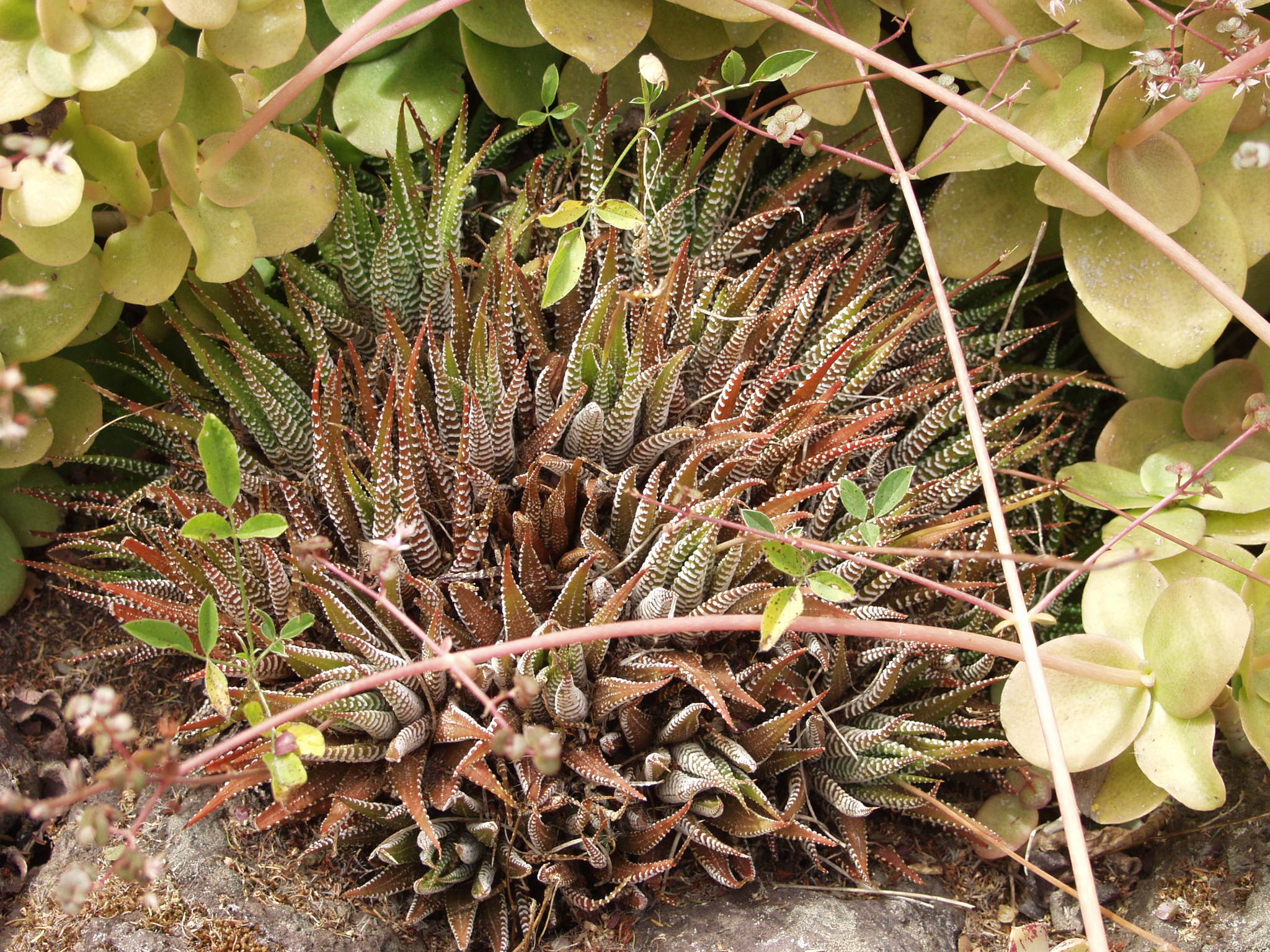 Haworthiopsis attenuata — reference photo