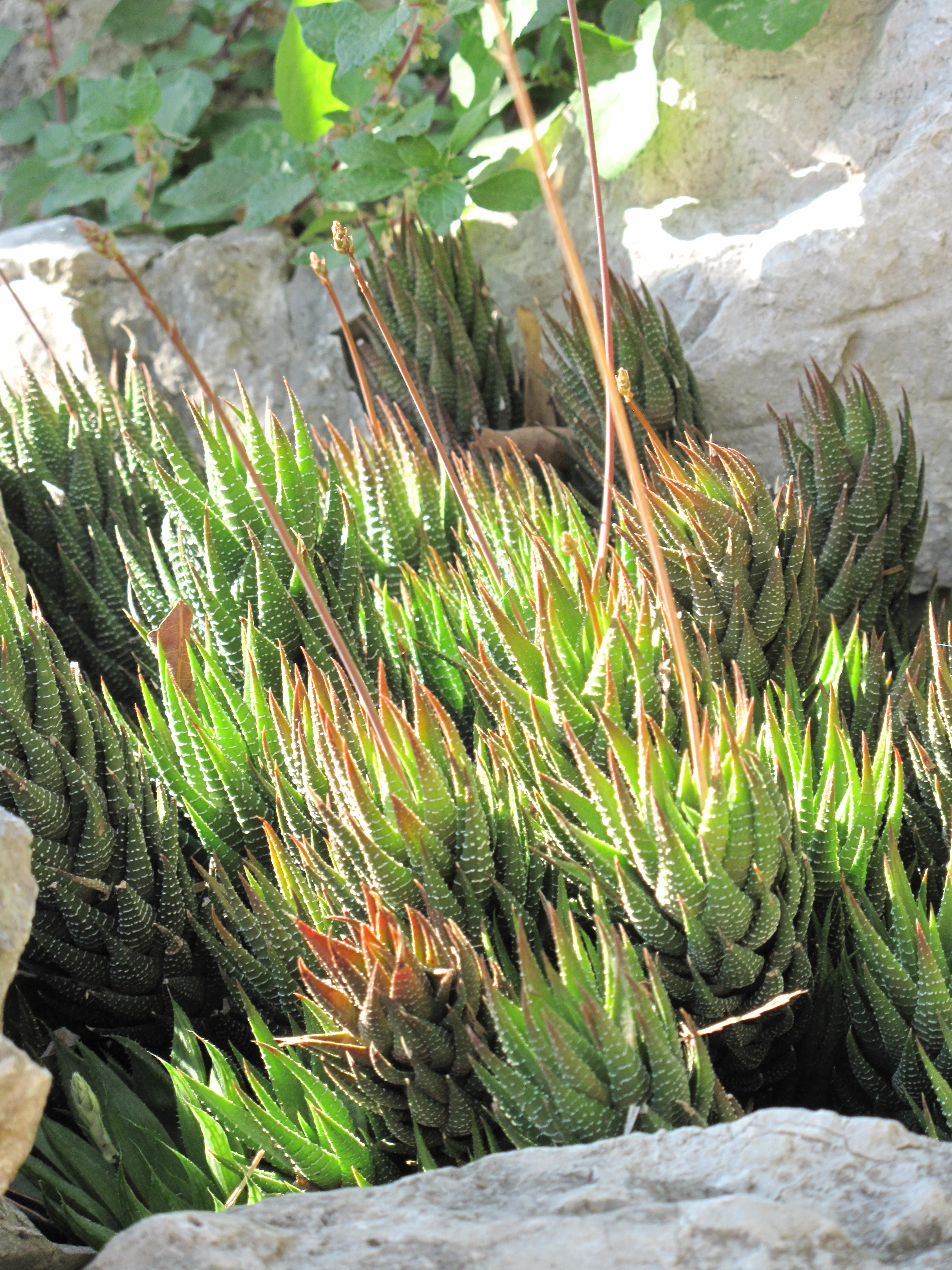Haworthiopsis fasciata — reference photo