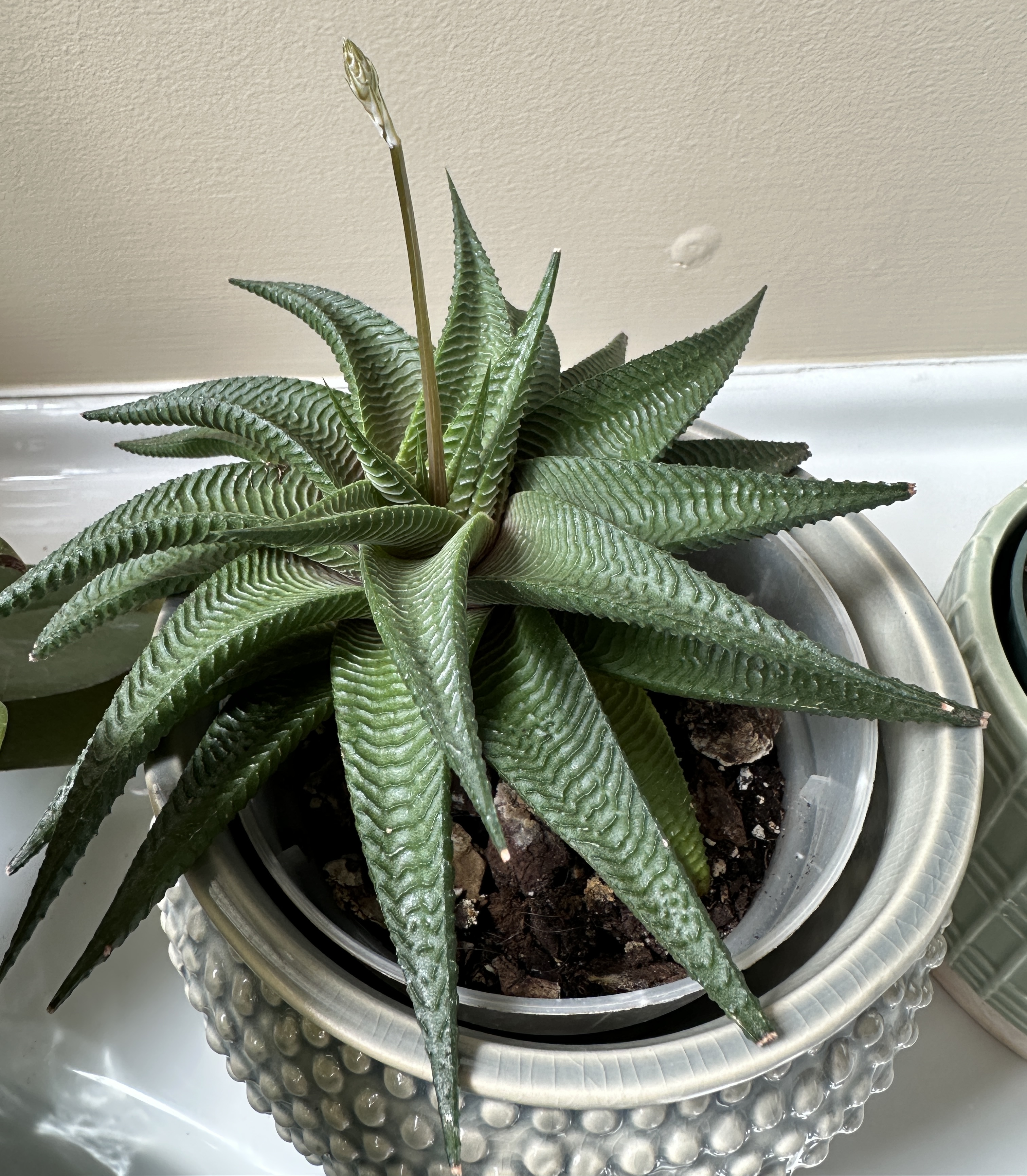 Haworthiopsis limifolia — reference photo