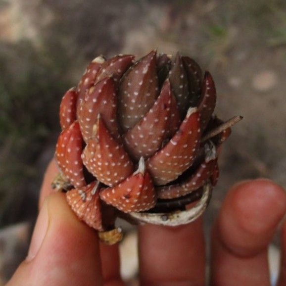 Haworthiopsis coarctata — reference photo