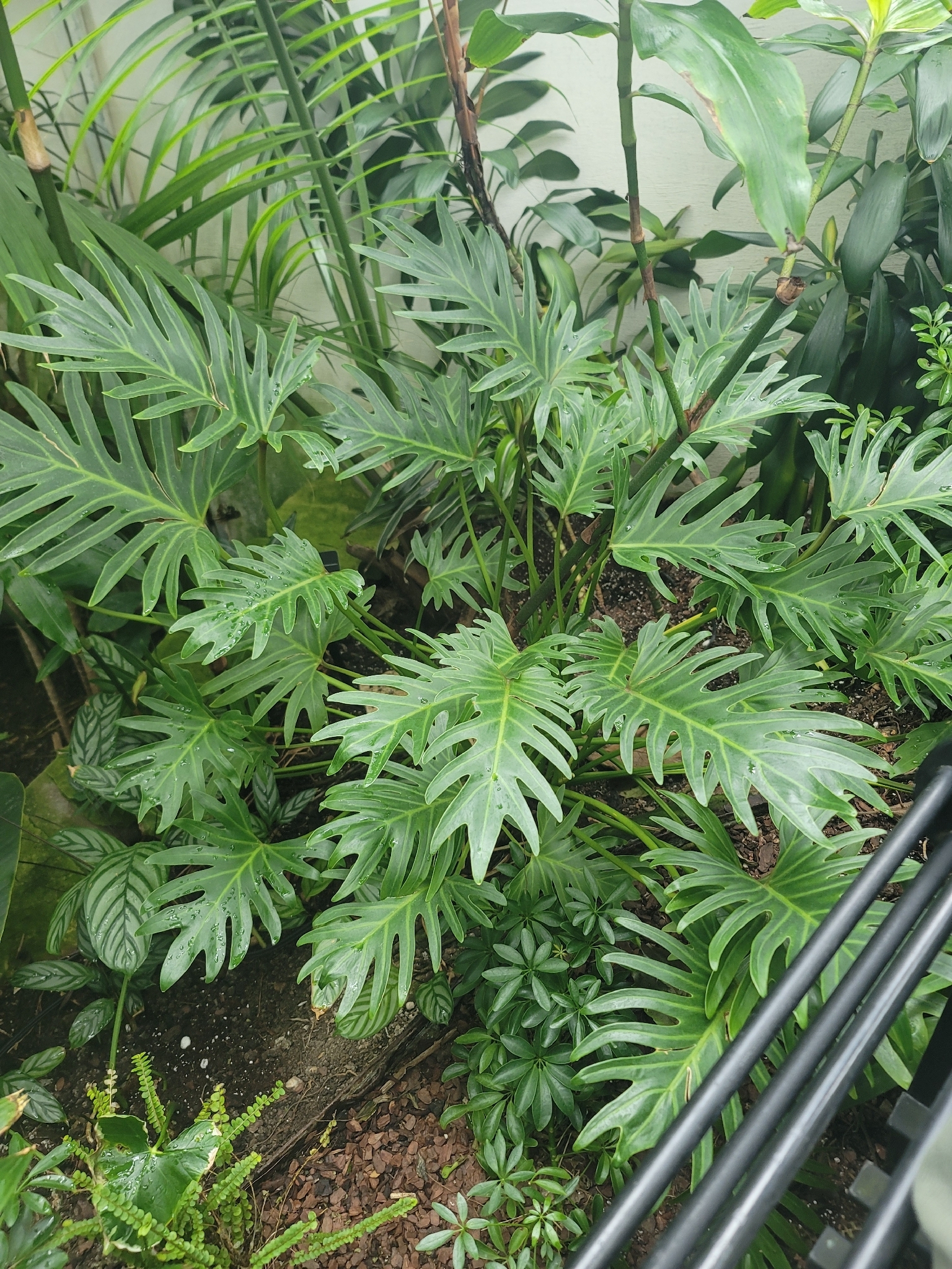 Thaumatophyllum xanadu — reference photo