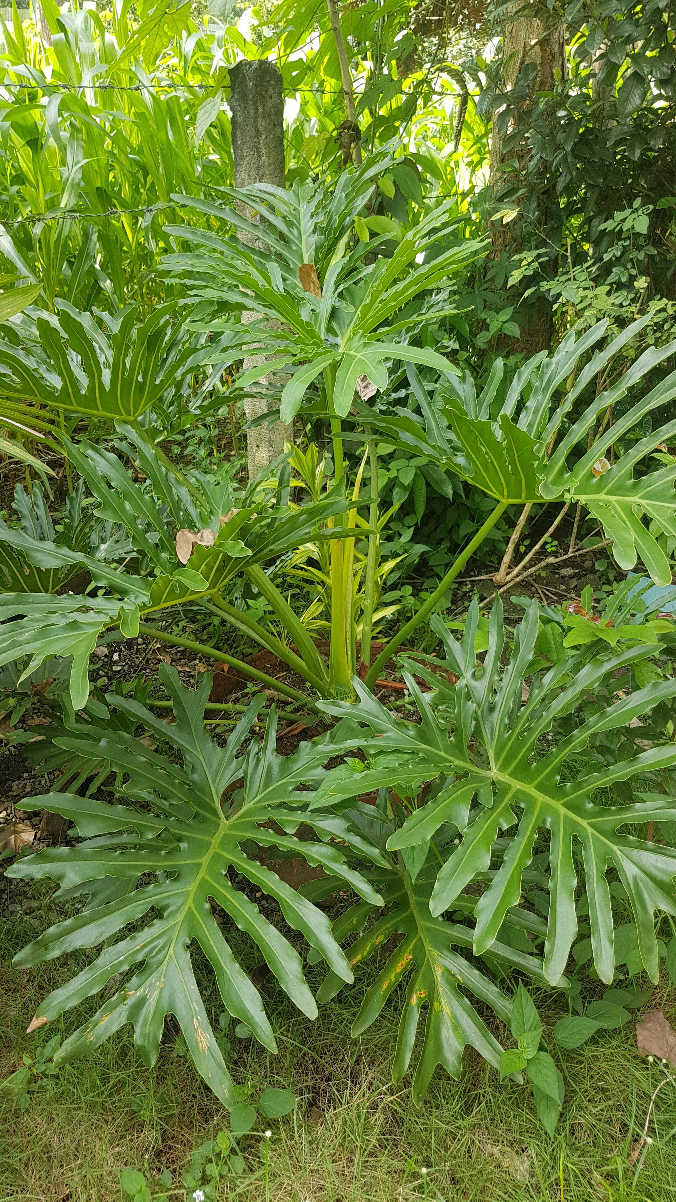 Thaumatophyllum bipinnatifidum — reference photo