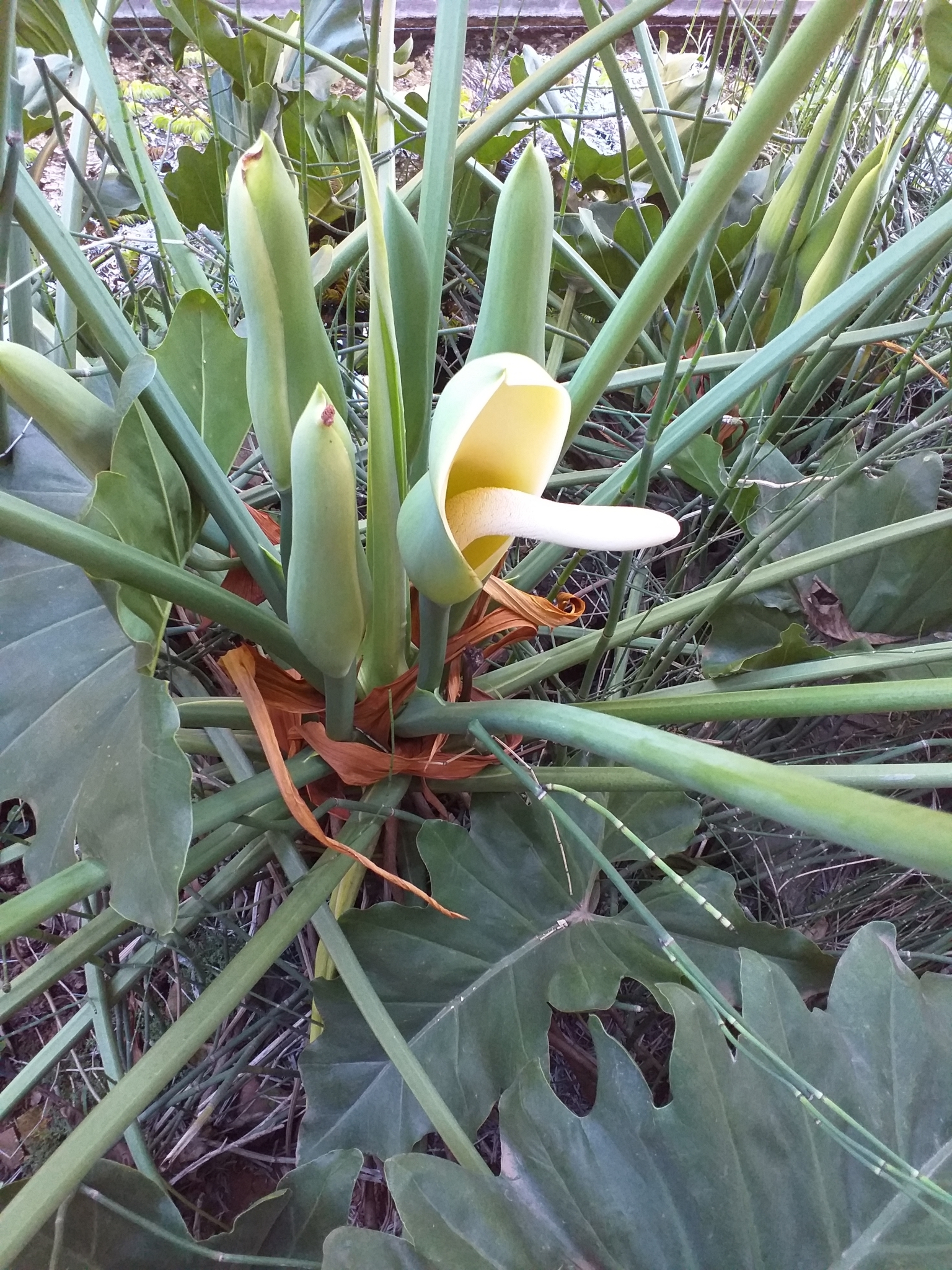 Thaumatophyllum undulatum — reference photo